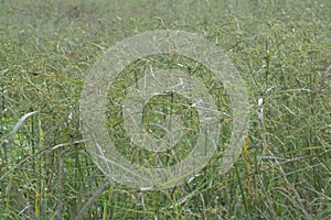 Image of the wild cyperus strigosus weed grasses.