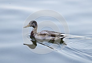 Image of a wild duck swimming in calm lake waters