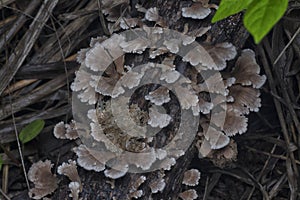 the wild funnel fan-shaped mushrooms on the dead wood photo