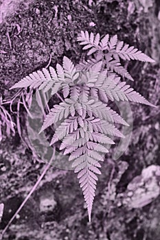 image of the wild leafy fern leaves photo