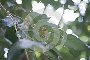 Image of wild shrub berry growth in the forest