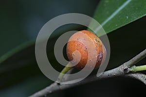 Image of wild shrub berry growth in the forest