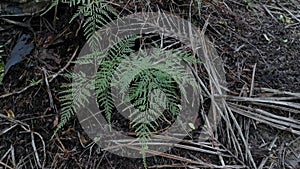 Image of the wild Squirrel`s foot fern