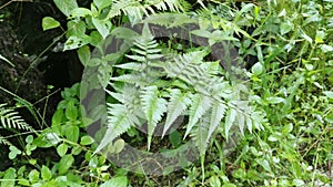 Image of the wild Squirrel`s foot fern