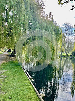 Willow tree overhanging a lake