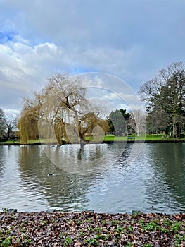 Willow tree in winter over lake
