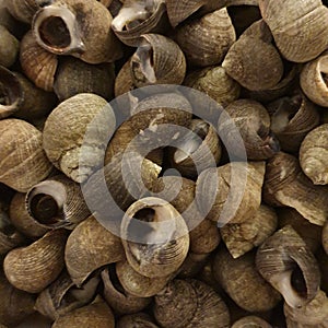 The image of Winkles