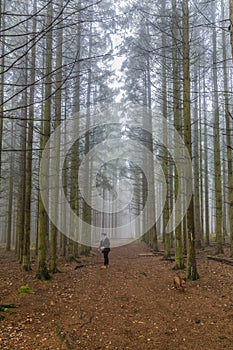 Image of a woman standing on a trail looking for her dog among tall pine trees in the forest