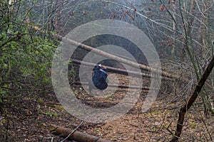 Image of a woman who is watching how to pass between the trunks of fallen trees that block a path in the forest