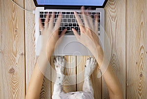 Image of womanâ€™s hands typing fast on laptop keyboard with dogâ€™s paws on same tabletop. View from above. Remote work from home