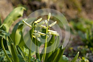 Image wonderful bush of unopened buds of garden flowers close-up