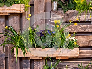 Image of wooden wall with wood boxes full of beautiful colorful flowers. decoration
