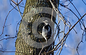 image of a woodpecker sitting on a tree