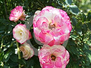 World most beautiful flowers