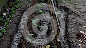 This is an image of yard long bean plants .