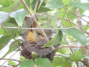 Yellow Bird in the nest worming her egg photo