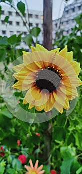 Image of a  yellow flower with black core