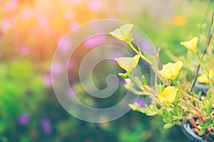 The image of yellow flower with blur background.