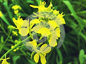 A yellow flower  the best flower closeup on dreamstime