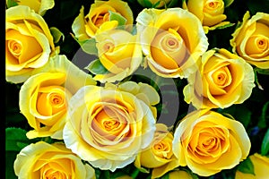 The image of yellow roses flower top view close up for background or backdrop