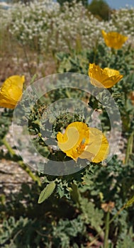 Image of yellow seashore flower