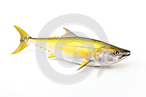 Image of a yellow tail kingfish isolated on white background. Fresh fish. Underwater animals. Generative AI