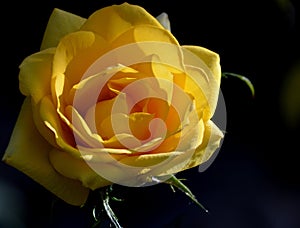 Yellow Rose with side lighting