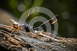 in the image you can see a specimen of the harlequin beetle (Acrocinus longimanus