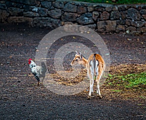 Image of Young cute white-taled Bambi with rooster in park