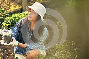 Image of a young female farming in the garden with seedlings. An owner young farmer woman examination of new plants on the farm