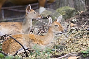 Image of young sambar deer relax.