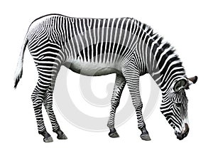 Image of zebra isolated on white