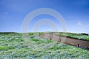 Imageing of Mountain, Tree and Nemophila at Hitachi Seaside Park