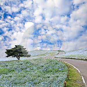 Imageing of Mountain, Tree and Nemophila at Hitachi Seaside Park