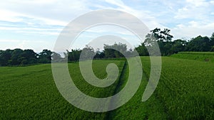 Imageing of Mountain, Tree and Nemophila at Hitachi Seaside Park