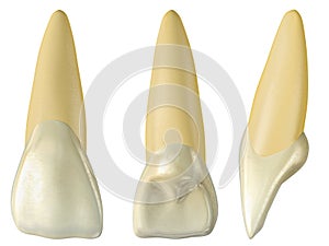 Maxillary central incisor tooth in the buccal, palatal and lateral views. Realistic 3d illustration of maxillary central incisor