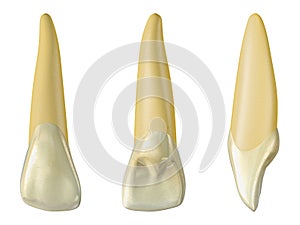 Maxillary lateral incisor tooth in the buccal, palatal and lateral views. Realistic 3d illustration of maxillary lateral incisor t photo