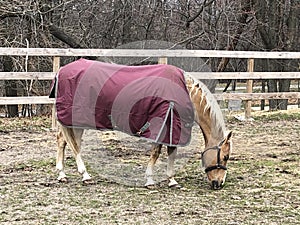 Images of horses on garret mountain