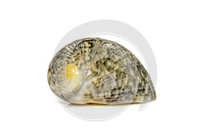 Images of nerita chamaeleon sea snail is a species of sea snail, a marine gastropod mollusk in the family neritidae. Undersea