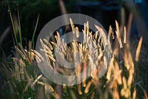 Images of Pennisetum pedicellatum Trin when sunlight and wind blows, which as the background.