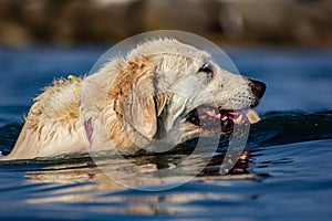 Images at sea level of a labrador swimming and having fun with his little game thrown by his master.