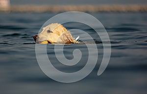 Images at sea level of a labrador swimming and having fun with his little game thrown by his master.