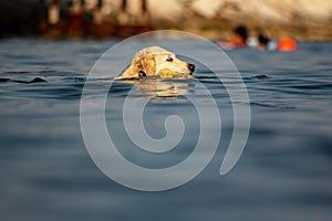 Images at sea level of a labrador swimming and having fun with his little game thrown by his master.