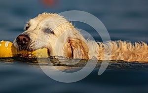 Images at sea level of a labrador swimming and having fun with his little game thrown by his master.