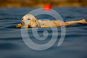 Images at sea level of a labrador swimming and having fun with his little game thrown by his master.