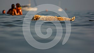 Images at sea level of a labrador swimming and having fun with his little game thrown by his master.