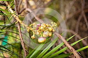 Images of Shorea Robusta or Dipterocarpaceae flower.