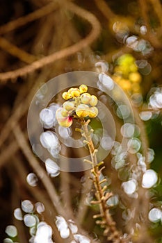 Images of Shorea Robusta or Dipterocarpaceae flower.