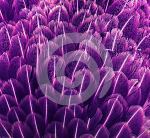 imaginative background of beautiful feathers in lilac photo