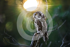 Imagine of autumn mood. The sun shines through the trees in strong backlight, and rays intersect a portrait of a small owl.